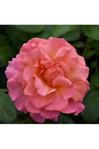  Троянда Ізі Даз Іт - ніжно-рожеві квіти наприкінці цвітіння